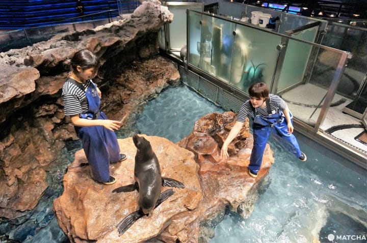 墨田水族馆昭和风金鱼展鱼儿悠游目不暇给