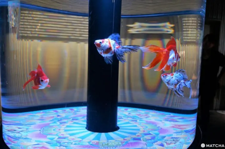 墨田水族館昭和風金魚展 魚兒悠遊目不暇給