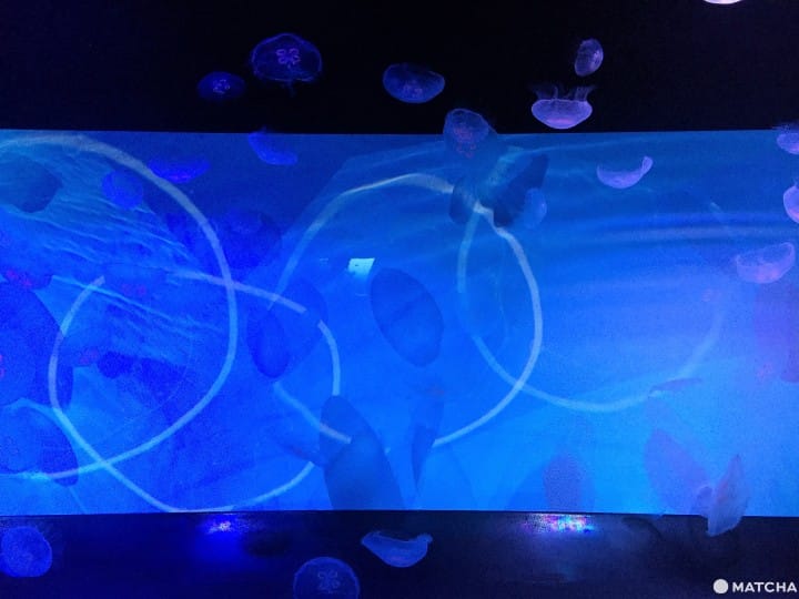 墨田水族馆昭和风金鱼展鱼儿悠游目不暇给
