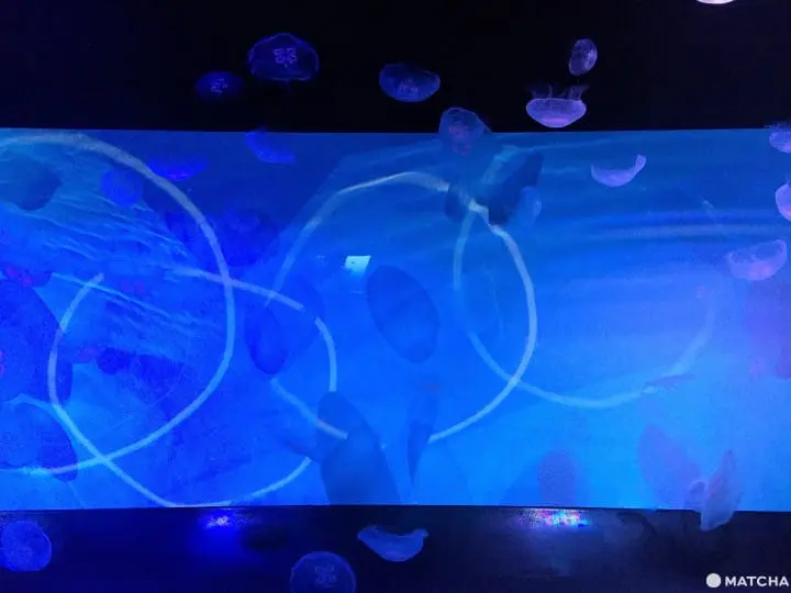 墨田水族館昭和風金魚展 魚兒悠遊目不暇給