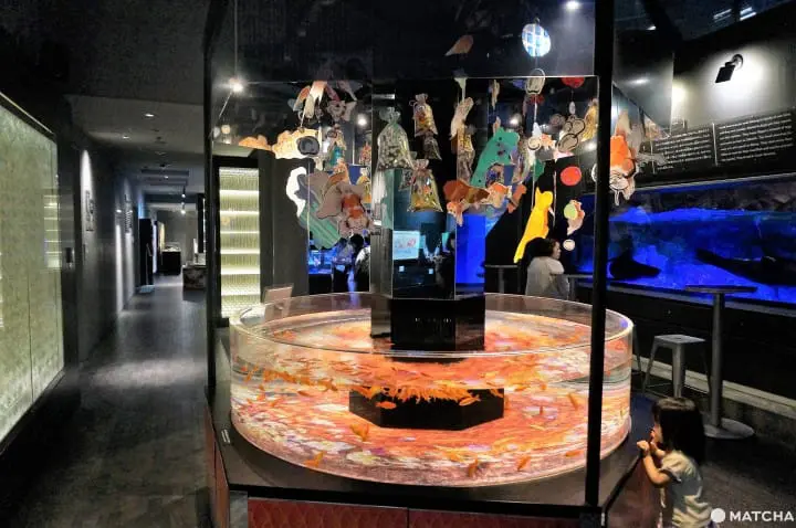 墨田水族館昭和風金魚展 魚兒悠遊目不暇給