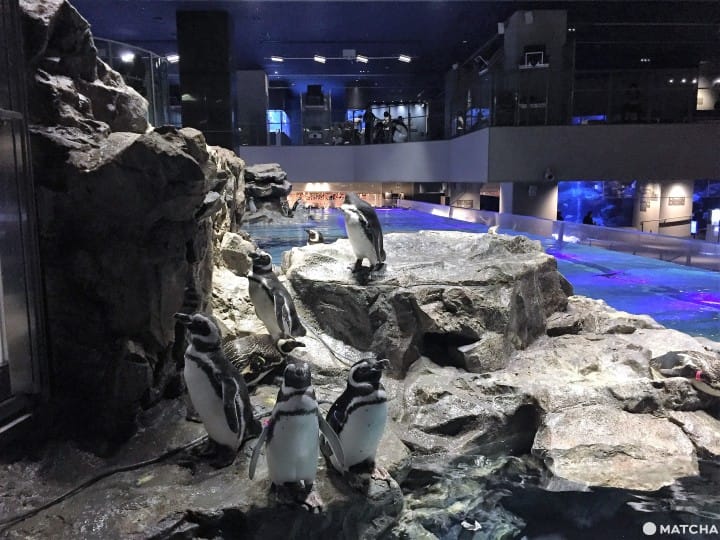 墨田水族馆昭和风金鱼展鱼儿悠游目不暇给