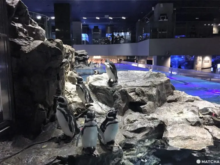 墨田水族館昭和風金魚展 魚兒悠遊目不暇給