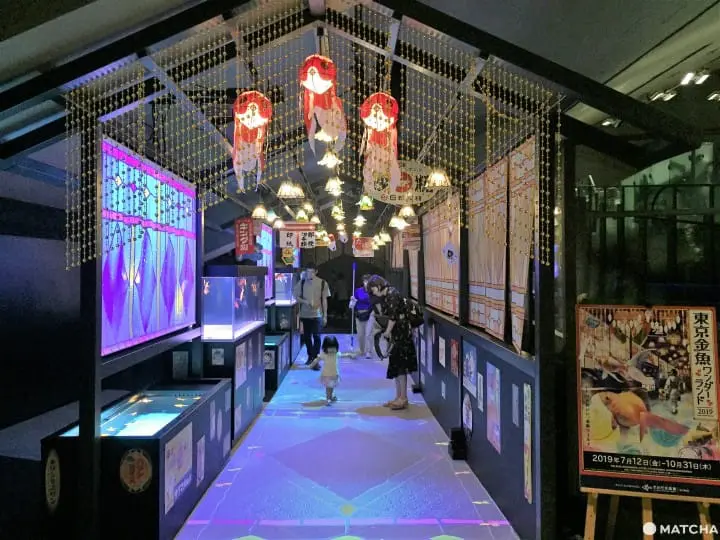 墨田水族館昭和風金魚展 魚兒悠遊目不暇給