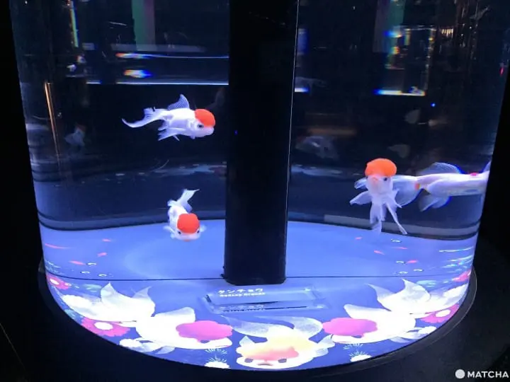 墨田水族館昭和風金魚展 魚兒悠遊目不暇給