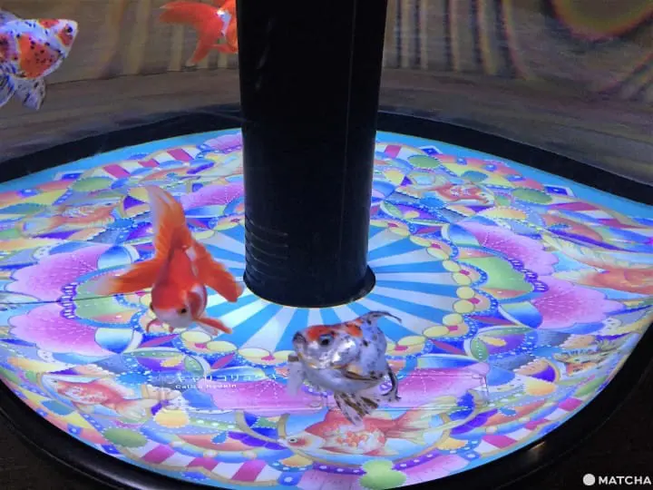 墨田水族館昭和風金魚展 魚兒悠遊目不暇給