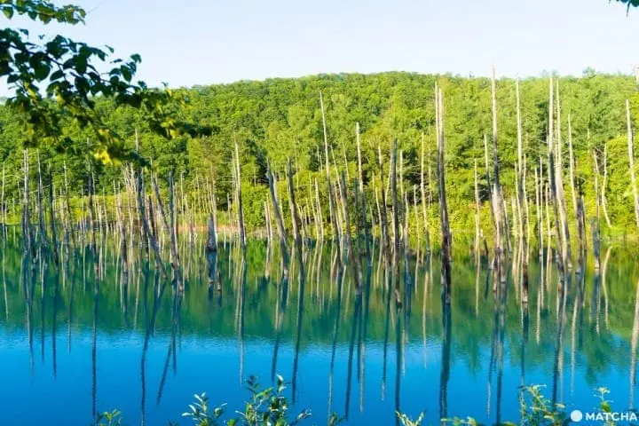 Hokkaido's Shirogane Blue Pond - A Stunning Sight Created By Accident