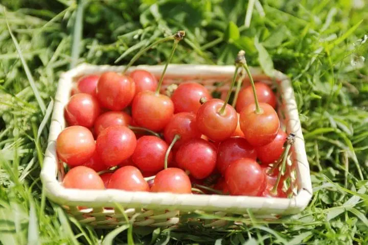 Yamagata Prefecture - Top 15 Things To See And Do From Hot Springs, Temples, To Cuisine!