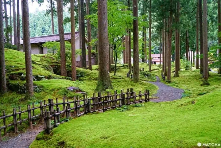 Japan's Moss Village, Koke No Sato - A Green, Studio Ghibli-Like Wonderland