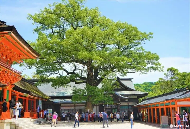 Usa Jingu sacred tree