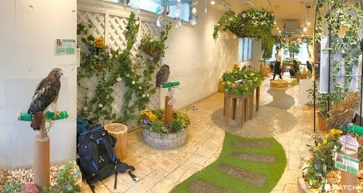 原宿で猛禽類と触れあえる「フクロウのお庭」