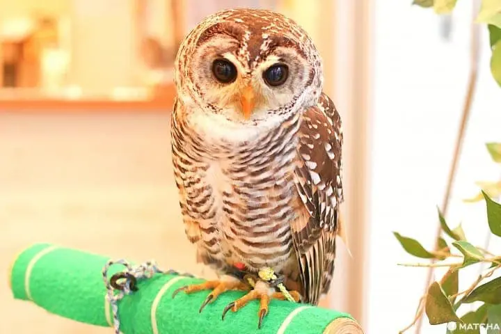 原宿で猛禽類と触れあえる「フクロウのお庭」