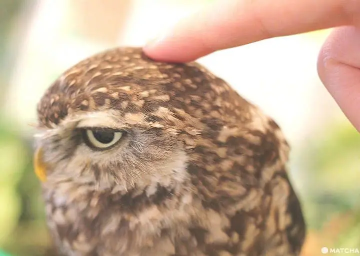 原宿で猛禽類と触れあえる「フクロウのお庭」