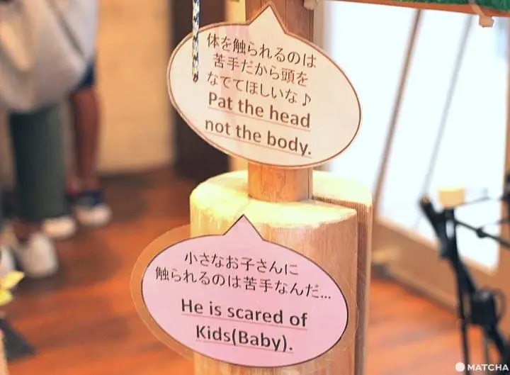 原宿で猛禽類と触れあえる「フクロウのお庭」