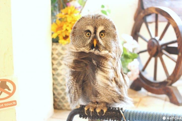 原宿で猛禽類と触れあえる「フクロウのお庭」