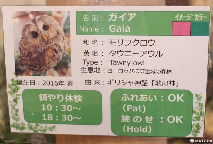 原宿で猛禽類と触れあえる「フクロウのお庭」