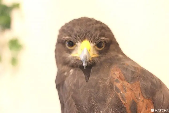 原宿で猛禽類と触れあえる「フクロウのお庭」