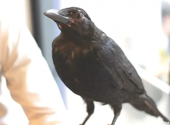 原宿で猛禽類と触れあえる「フクロウのお庭」