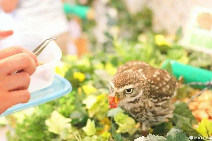 原宿で猛禽類と触れあえる「フクロウのお庭」