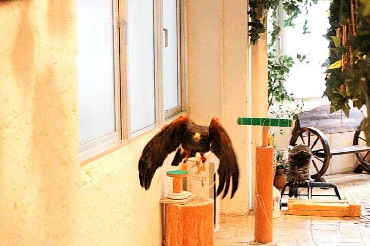 原宿で猛禽類と触れあえる「フクロウのお庭」