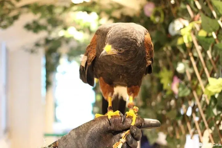 原宿で猛禽類と触れあえる「フクロウのお庭」