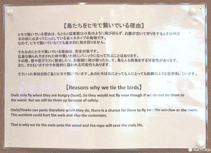 原宿で猛禽類と触れあえる「フクロウのお庭」