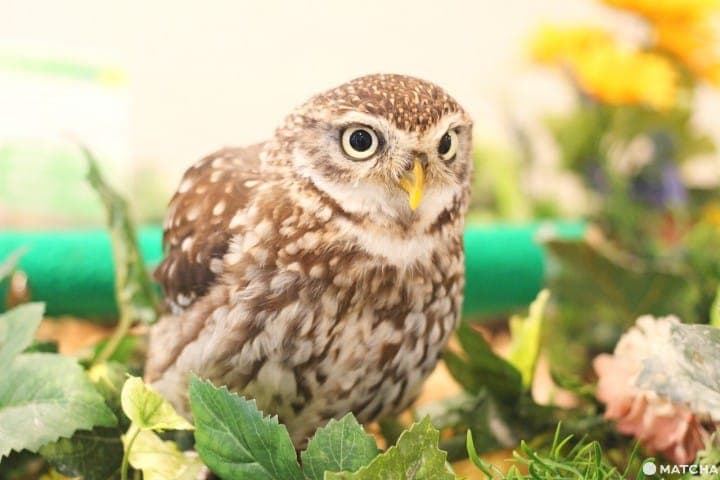 原宿で猛禽類と触れあえる「フクロウのお庭」