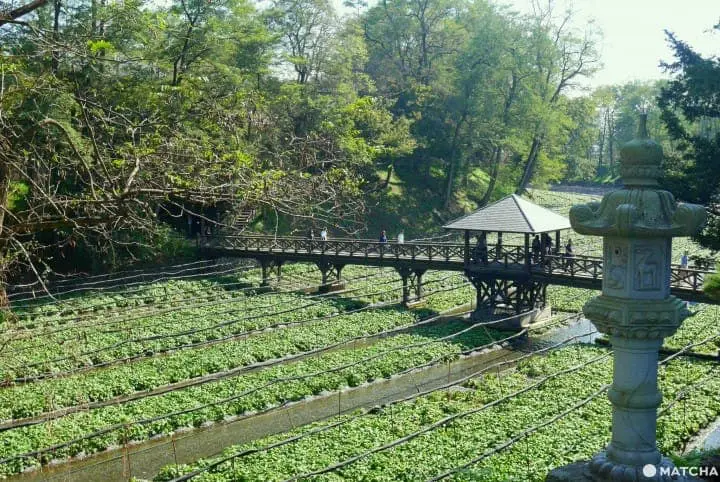 wasabi farm