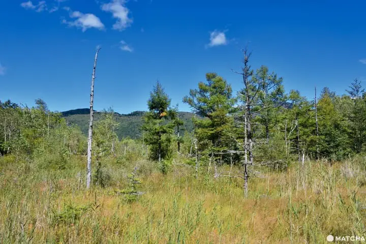 戰場之原周遭環境