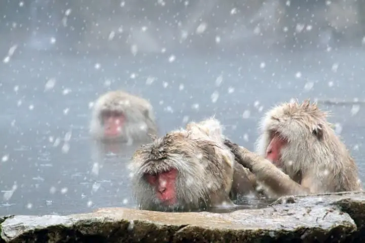 snow monkeys