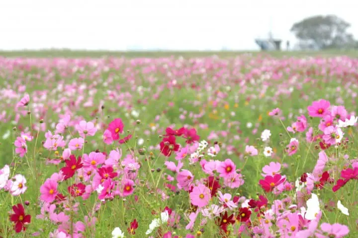 コスモス