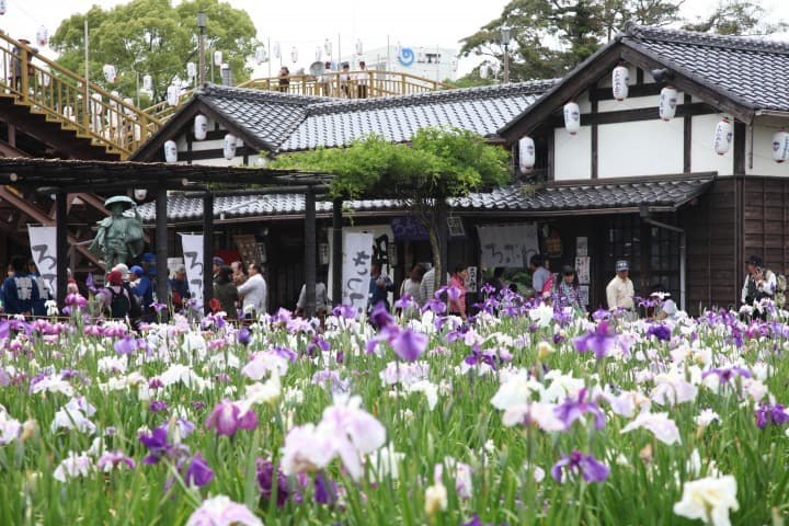 アヤメ園