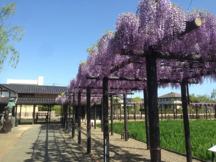 潮來藤花