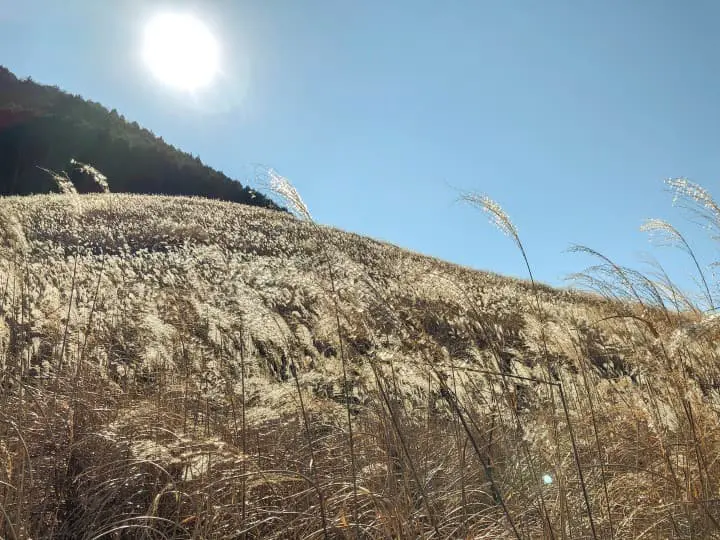 Japan's Seasons in Photos: September