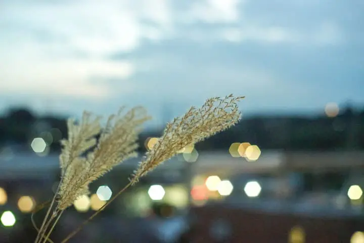 Japan's Seasons in Photos: September