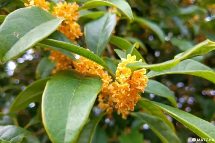 คินโมคุเซ ความหอมหมื่นลี้ของฤดูใบไม้ร่วง