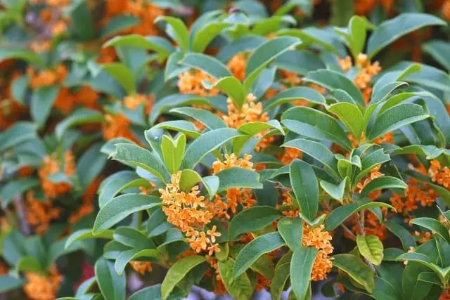 คินโมคุเซ ความหอมหมื่นลี้ของฤดูใบไม้ร่วง