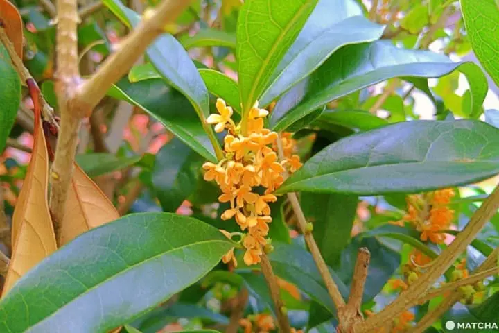 คินโมคุเซ ความหอมหมื่นลี้ของฤดูใบไม้ร่วง