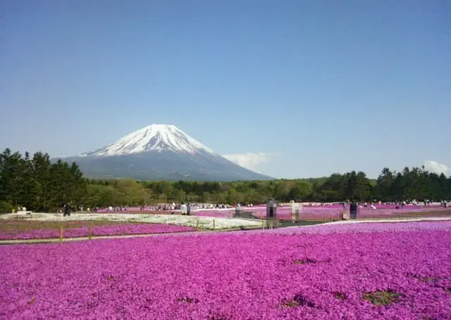 芝桜まつり