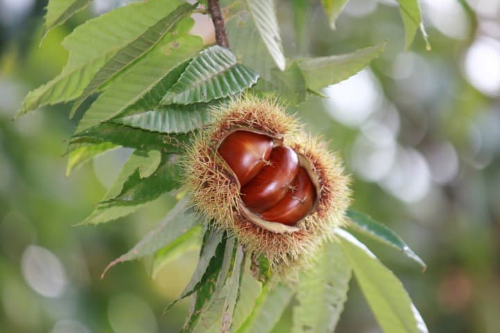 茨城栗