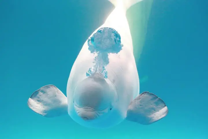 鴨川シーワールド