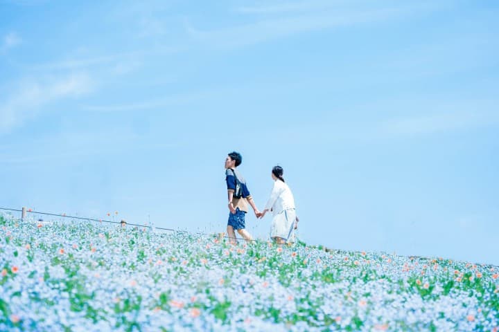 國營常陸海濱公園_粉蝶花