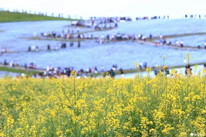nemophilia at hitachi seaside park