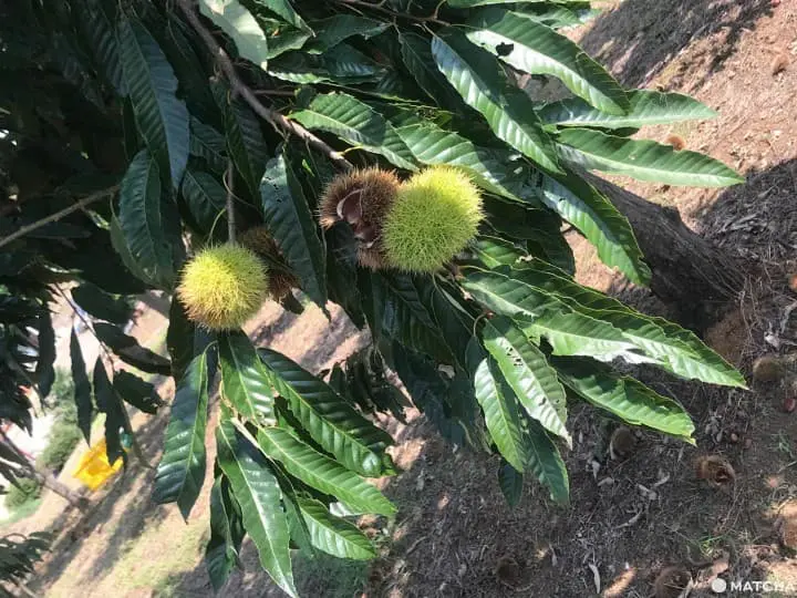 Kinchakuda Red Spider Lily Festival - A Sea Of Crimson In Saitama