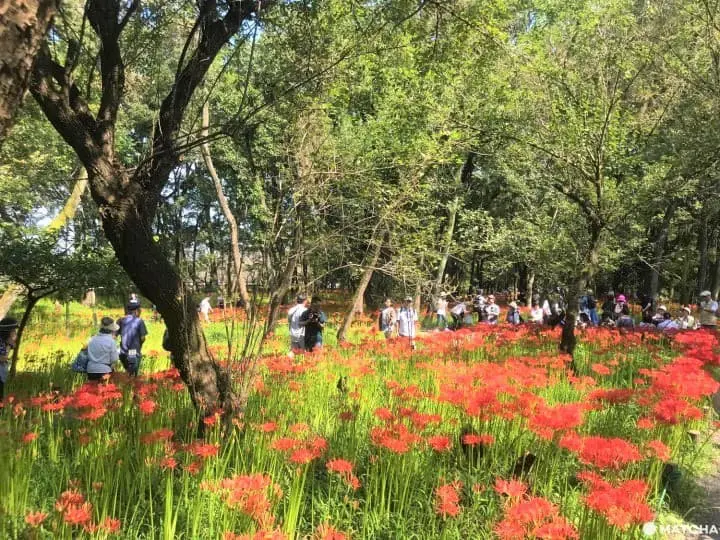 Kinchakuda Red Spider Lily Festival - A Sea Of Crimson In Saitama