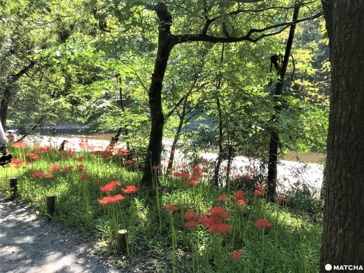 Kinchakuda Red Spider Lily Festival - Une mer pourpre à Saitama