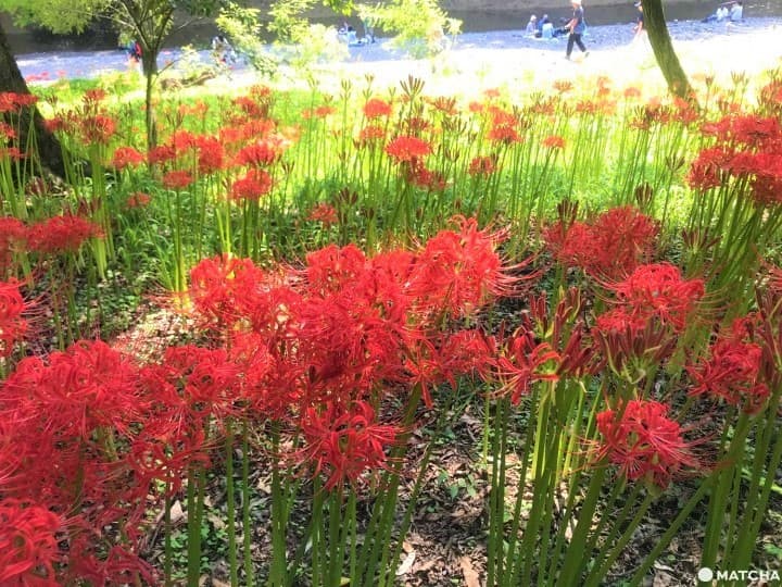 Kinchakuda Red Spider Lily Festival - Une mer pourpre à Saitama