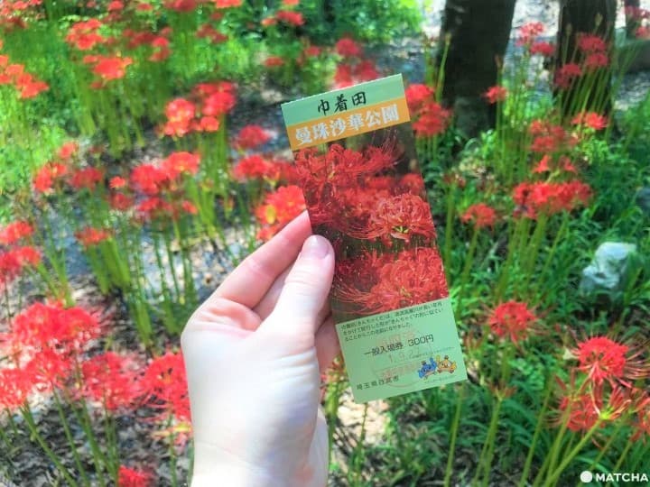 Kinchakuda Red Spider Lily Festival - Une mer pourpre à Saitama