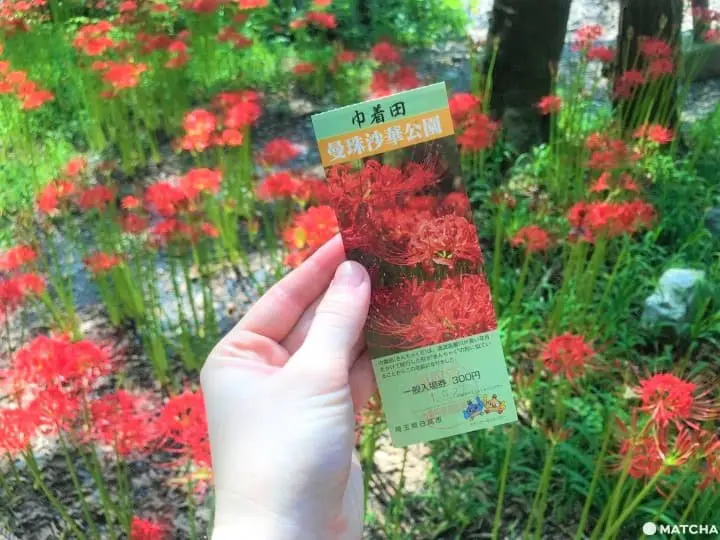 Kinchakuda Red Spider Lily Festival - A Sea Of Crimson In Saitama
