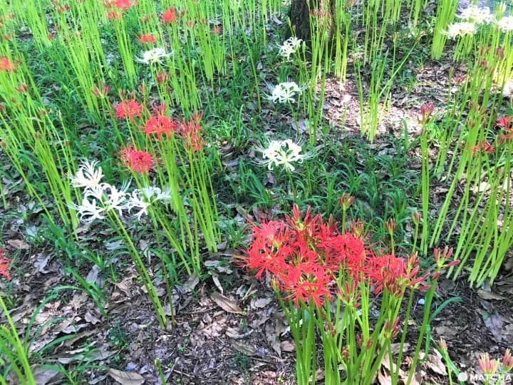 Kinchakuda Red Spider Lily Festival - Une mer pourpre à Saitama
